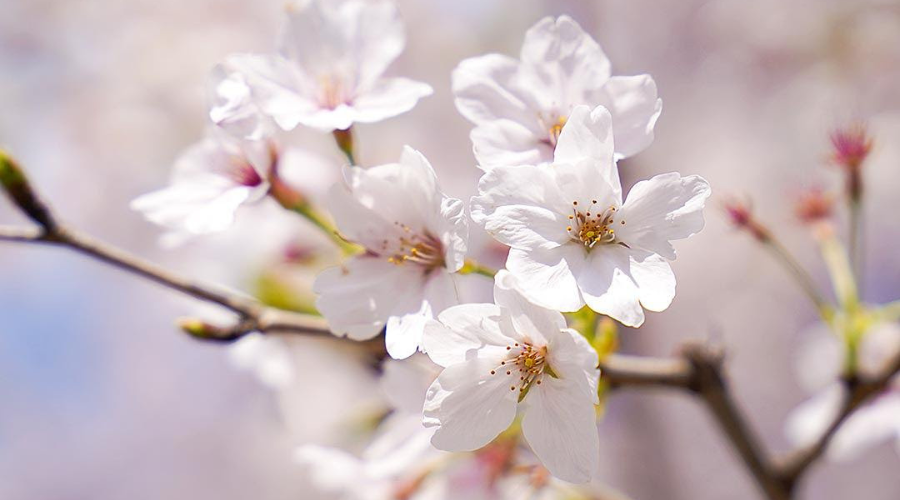 浅草の型染め工房「本品堂」近くでみた桜